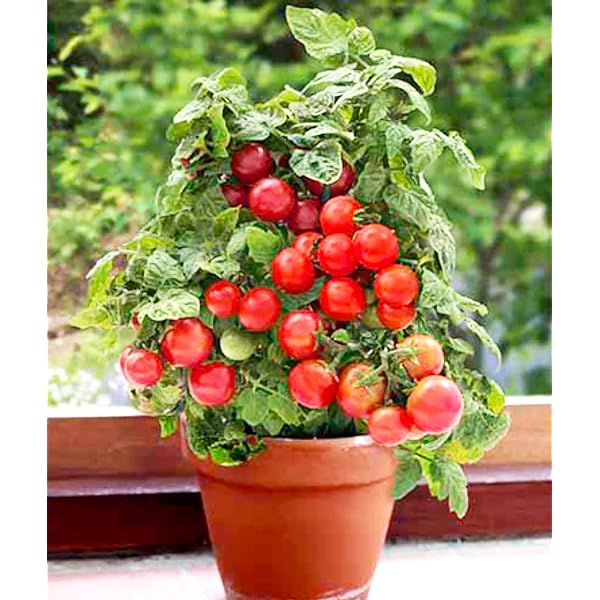 🍅🍅Semena pritlikavih paradižnikov v lončkih-SI