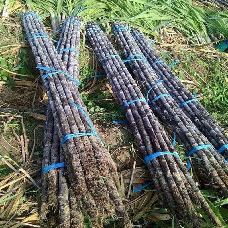 🌱 Visokorodna semena sladkornega trsa – enostavna za gojenje in preživetje, idealna za sajenje sadja doma-SI