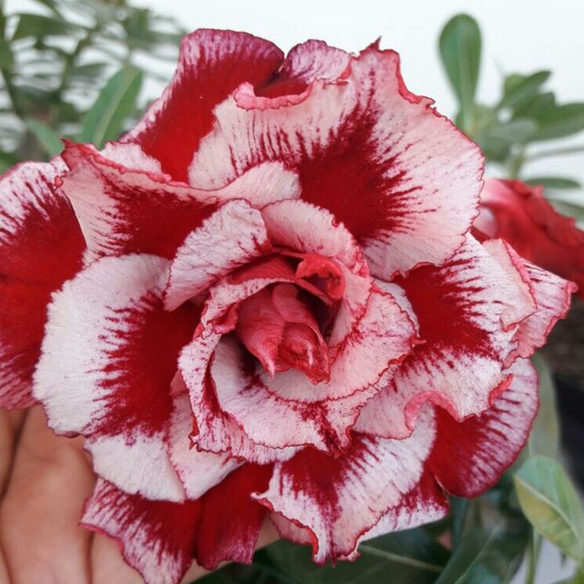 🎁Dykumos rožių svogūnėliai🌵Labai lengva prižiūrėti! 🌸Adenium Obesum svogūnėliai-LT