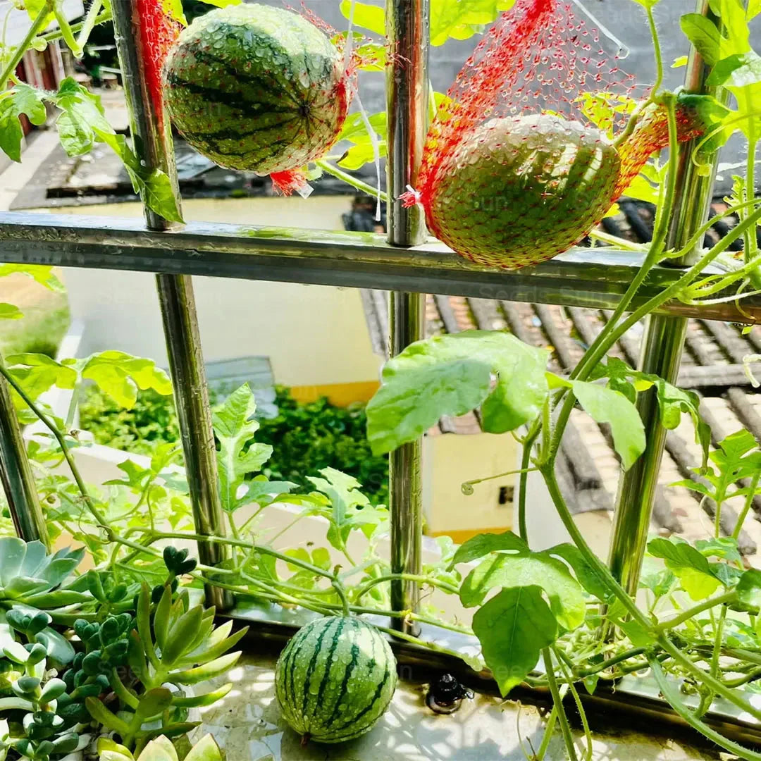 🍉Zgodnjepomladanska rdeča žadasta lubenica – sladka lubenica, ki bo navdušila vso družino-SI