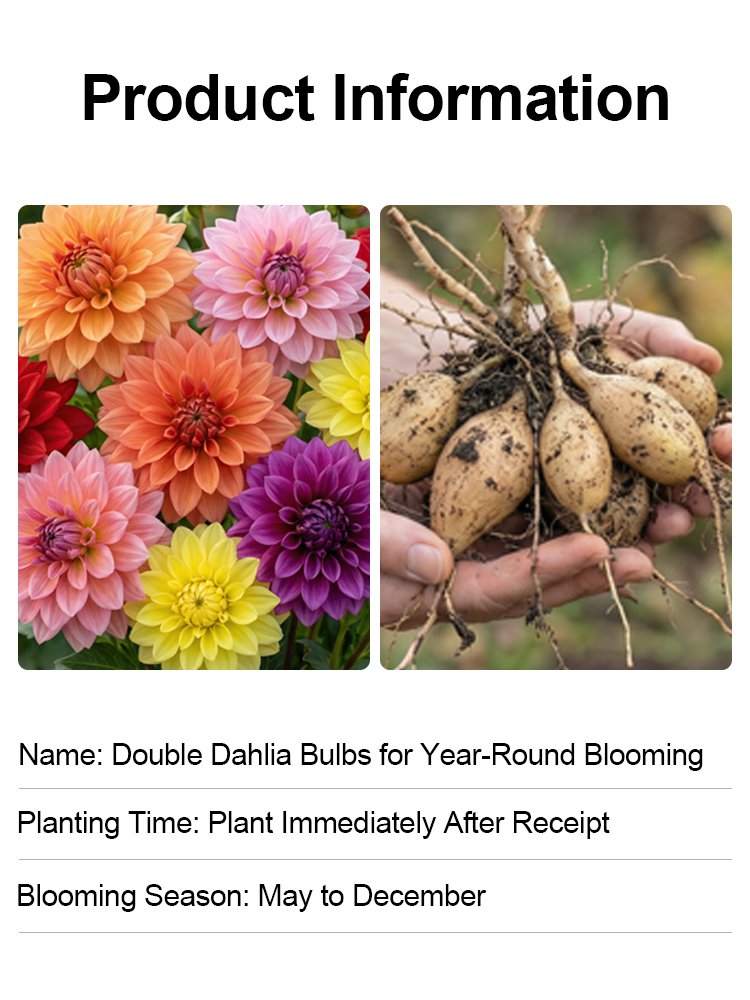 【Base Direct Sales】Four Seasons Blooming Double Dahlia Bulbs-SI
