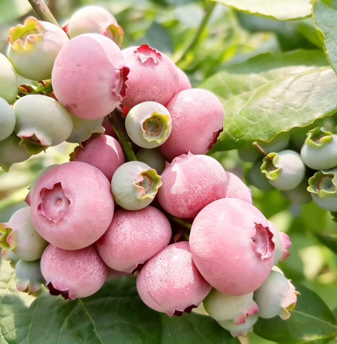 🍃 „Heirloom Manor“ serija: 13 atrinktų vaisių sėklų rinkinys (be GMO) 🌳 – Geriausiai parduodamas produktas-LT