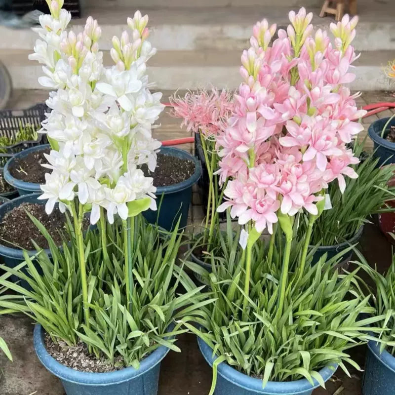 Dvojna tuberoza 🌸 - Velik čebulast cvet-SI