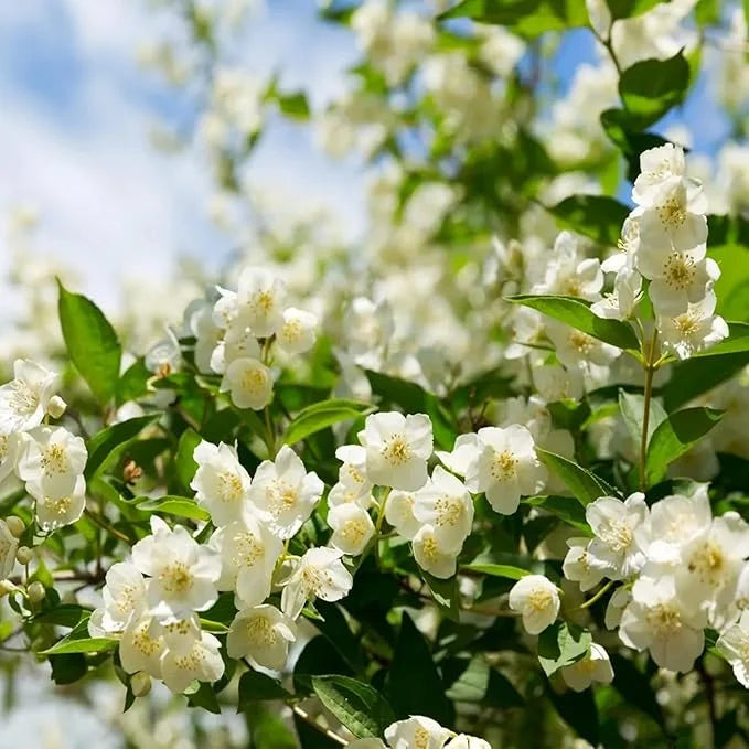 ZADNJI DAN PROMOCIJA 35 % POPUSTA 🌸 Lončnica jasmina (🌱Zagotovljeno preživetje: Brezplačna zamenjava🌿)-SI