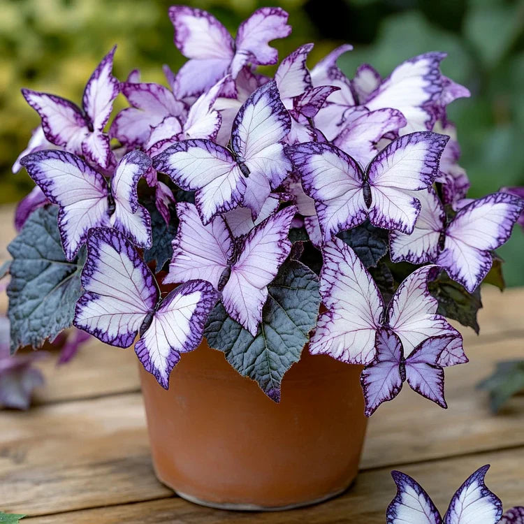 💥 Naujosios begonijos 🦋 Drugelių begonijų sėklos 🌱 Bonsai, kokio dar nematėte-LT