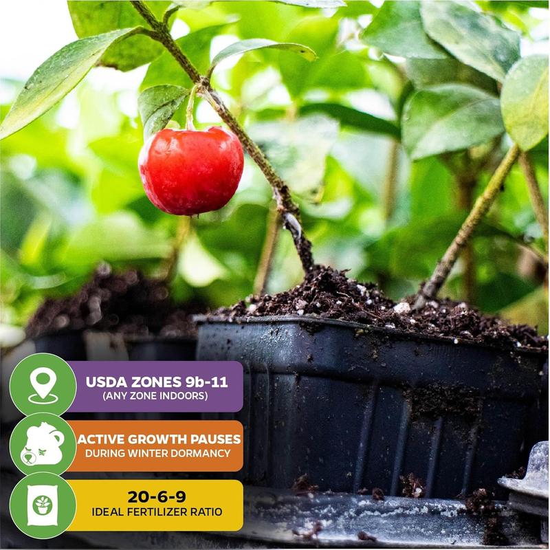 🍒 (Nova letina) Semena sladke češnje 🌿Predhodno pripravljena za visoko kalivost (99 % kalivost)-SI