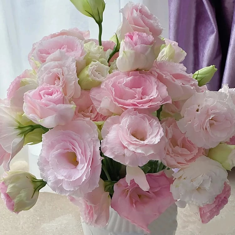 🔥Zadnji dan prodaje💝Eustoma Thornless Rose💐Semena Lisianthusa-SI
