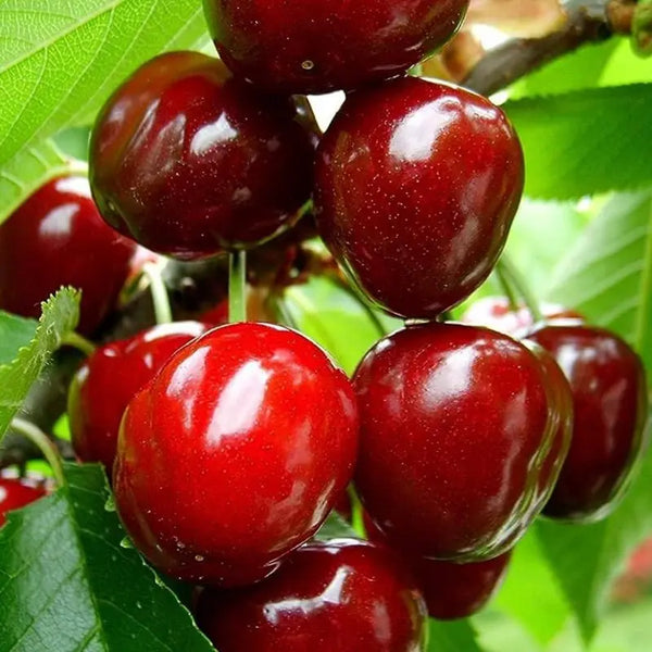 🌿Ypač didelės Gomahali vyšnių sėklos🍒-LT