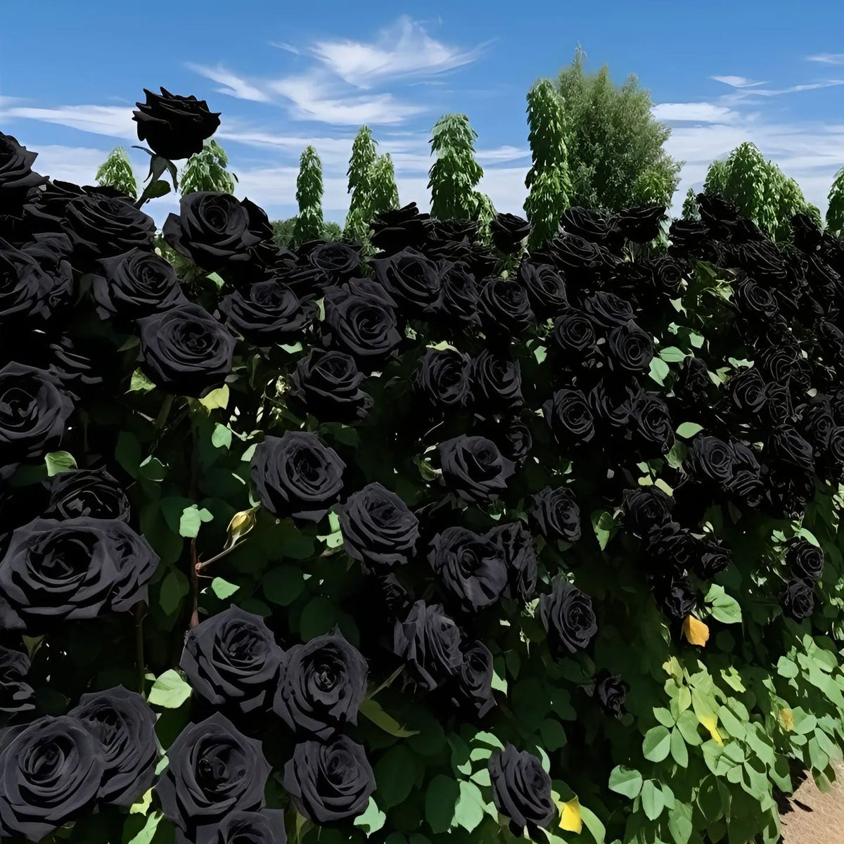 Σπόροι Black Knight Velvet Rose🖤-GR