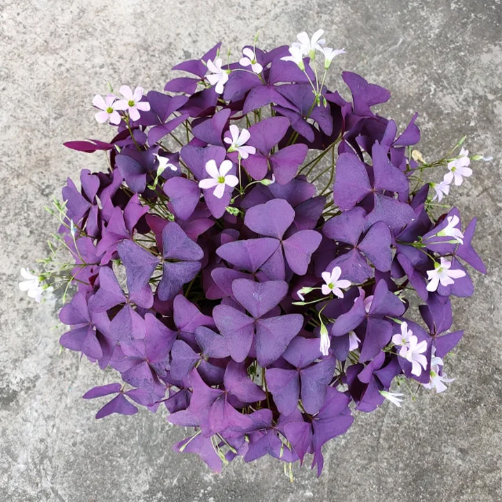 💜Čebulice vijolične kislice sreče-SI