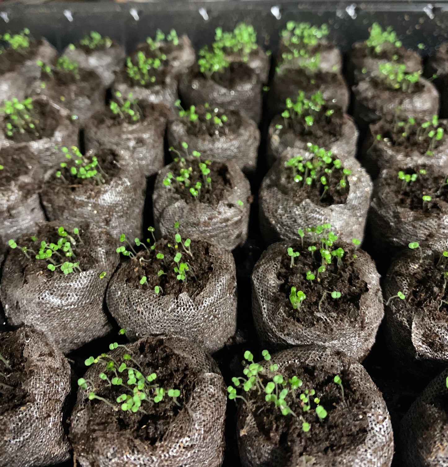 Šliaužiančiųjų čiobrelių sėklos, lengvai sodinamos ir auginamos, daugiamečiai augalai, ne GMO gėlės, aukščiausios kokybės sėklos-LT