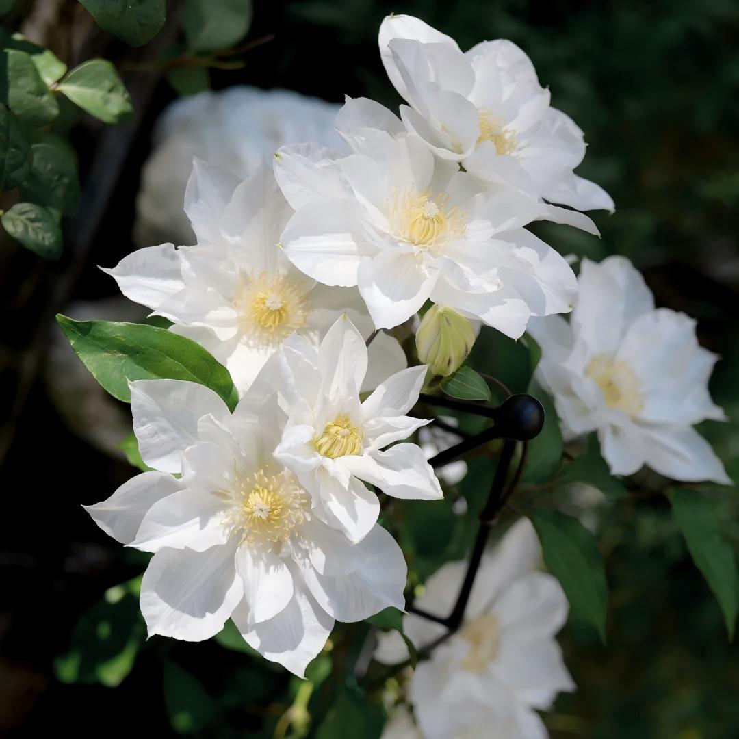 Σπόροι Clematis – η βασίλισσα των αμπελιών-GR