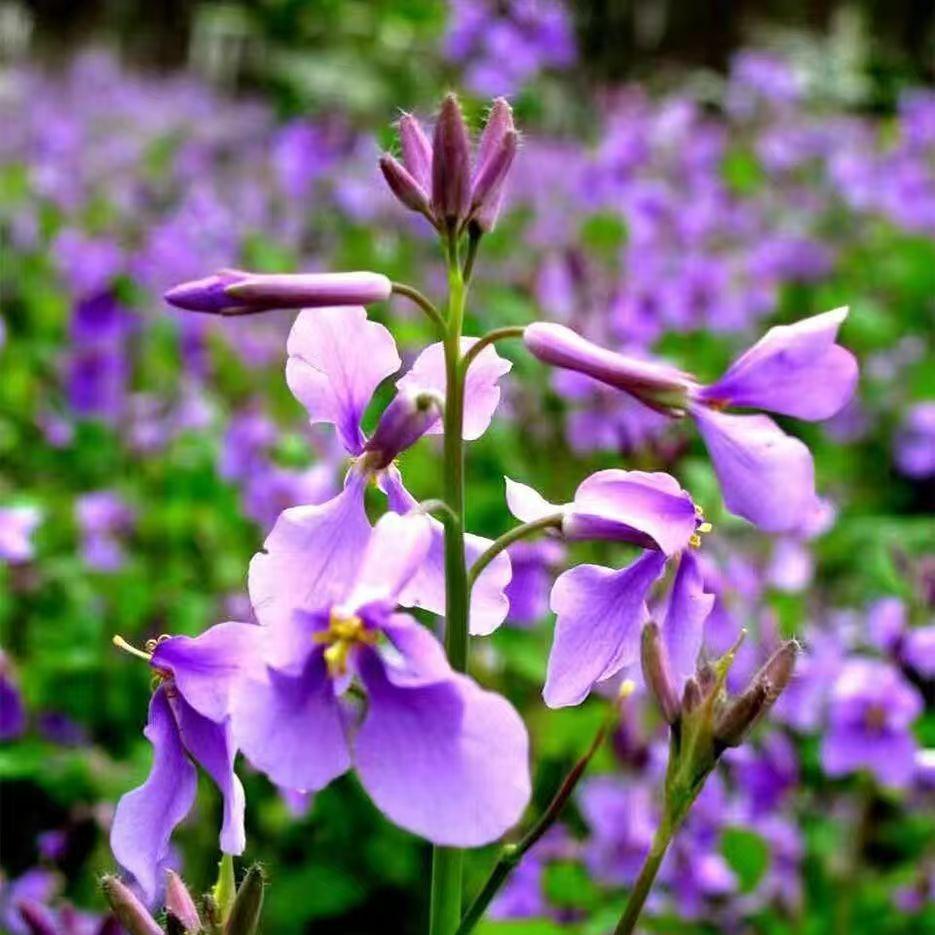 💜Februarska semena orhidej | Infinity Purple Sea-SI