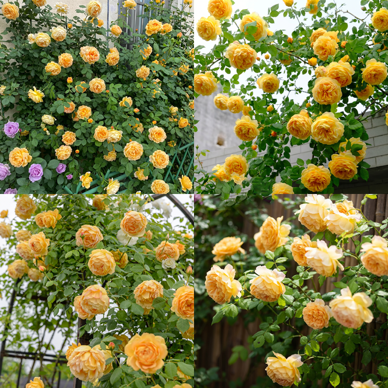 🌈 Vrhunske plezalne vrtnice 🌹 Hitro rastoče, enostavne za nego in zelo dišeče ✨ Popolne za vsak vrt-SI