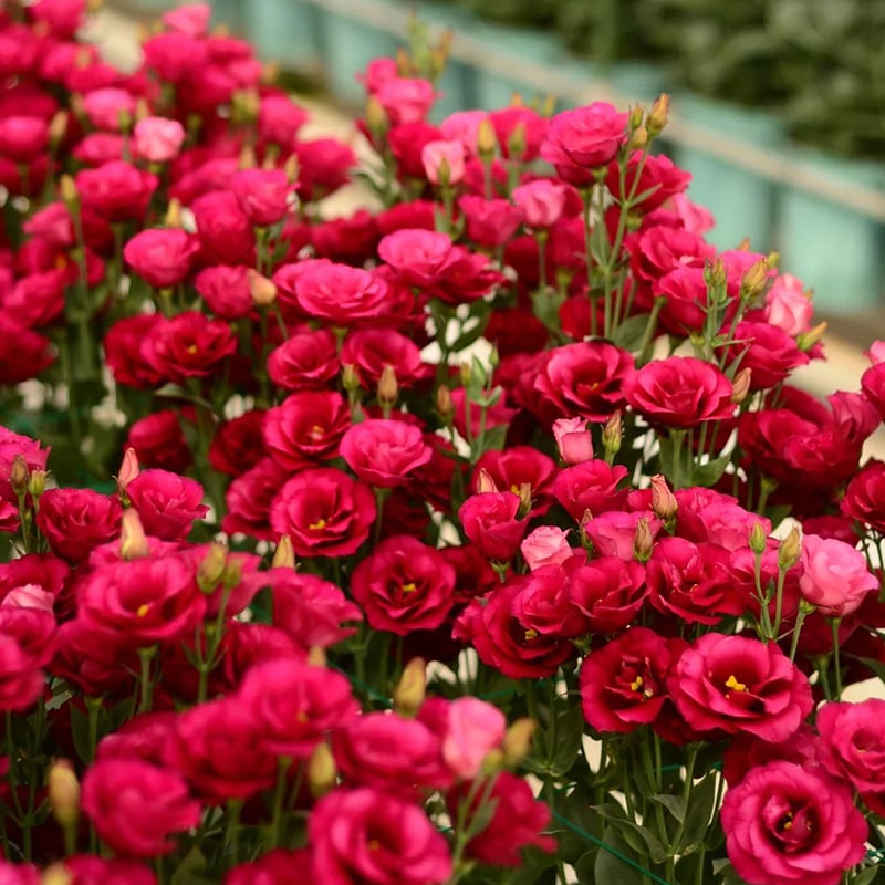 🔥Paskutinė išpardavimo diena💝Eustoma bespygliuočių rožė💐Lisianthus sėklos-LT