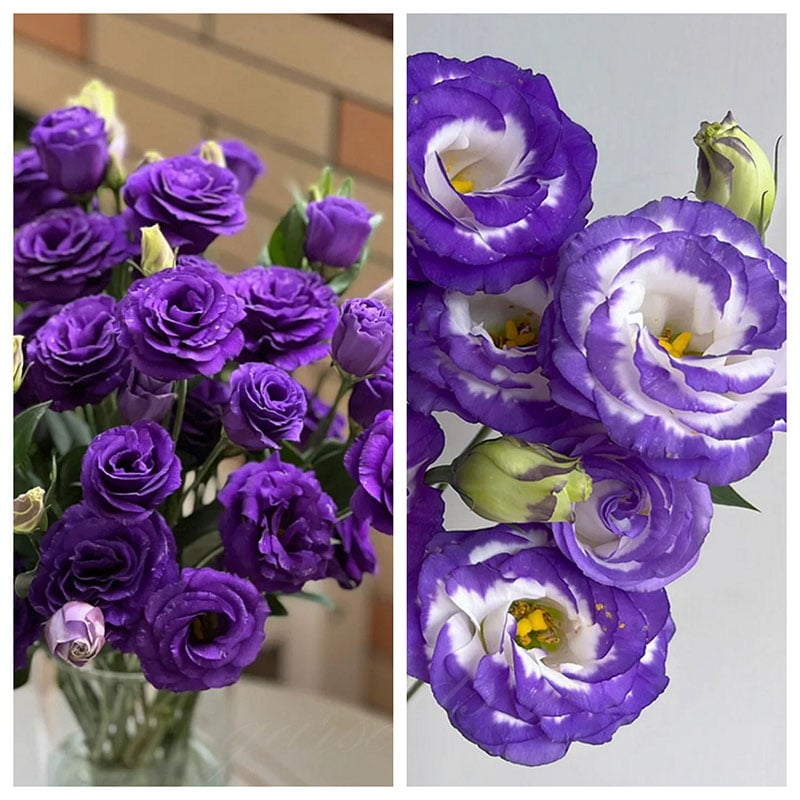🔥Zadnji dan prodaje💝Eustoma Thornless Rose💐Semena Lisianthusa-SI