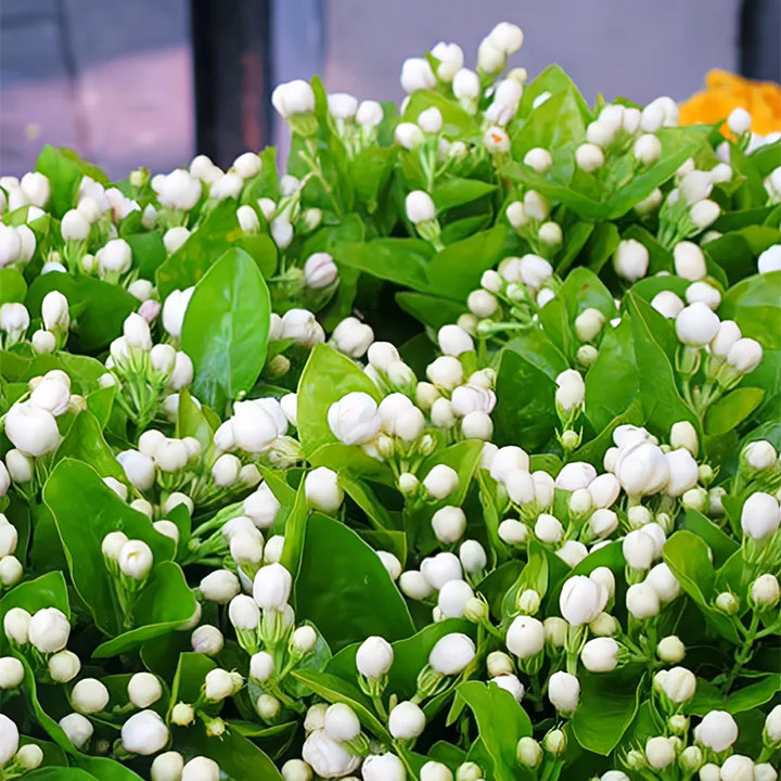 ZADNJI DAN PROMOCIJA 35 % POPUSTA 🌸 Lončnica jasmina (🌱Zagotovljeno preživetje: Brezplačna zamenjava🌿)-SI