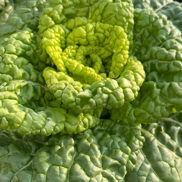 Brassica Narinosa sėklos (WuTat Choy)-LT