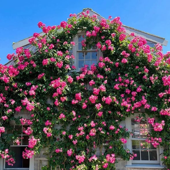 🌈 Aukščiausios kokybės vijoklinės rožės 🌹 Greitai augančios, lengvai prižiūrimos ir labai kvapnios ✨ Puikiai tinka bet kokiam sodui-LT