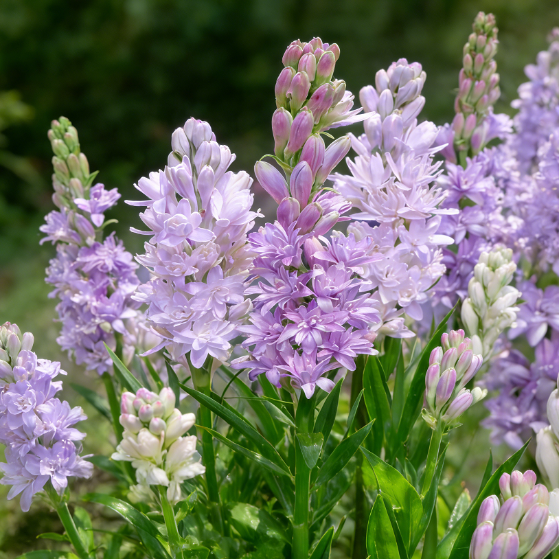 🌺Dvojno odišavljene čebulice tuberoze – Moon Garden Flower-SI