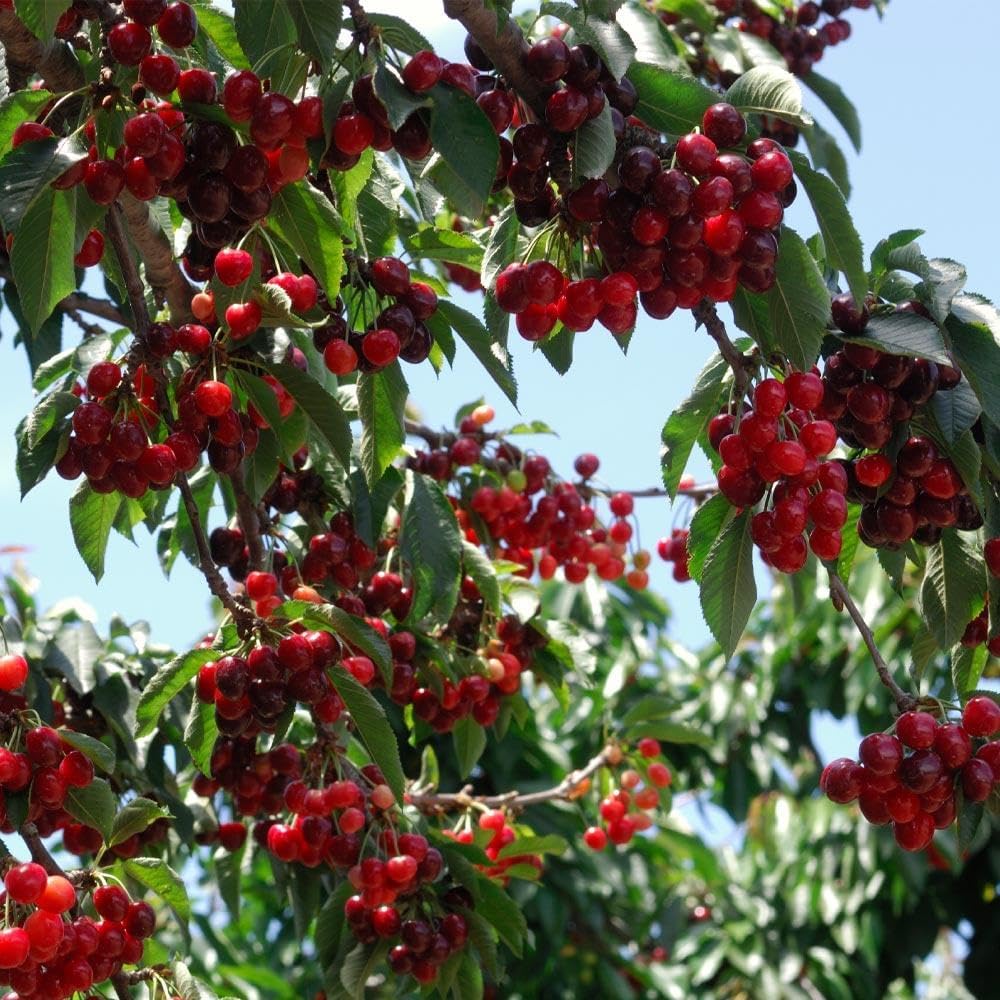 🏆PARDUOTA DAUGIAU NEI 75 000!🌳Vyšnių sėklos – skanios, šviežios vyšnios laukia jūsų derliaus!-LT