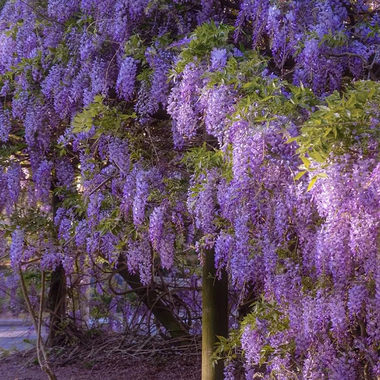 🌸Semena glicinije – Kaskadna lepotica vrta skozi vse leto💗-SI