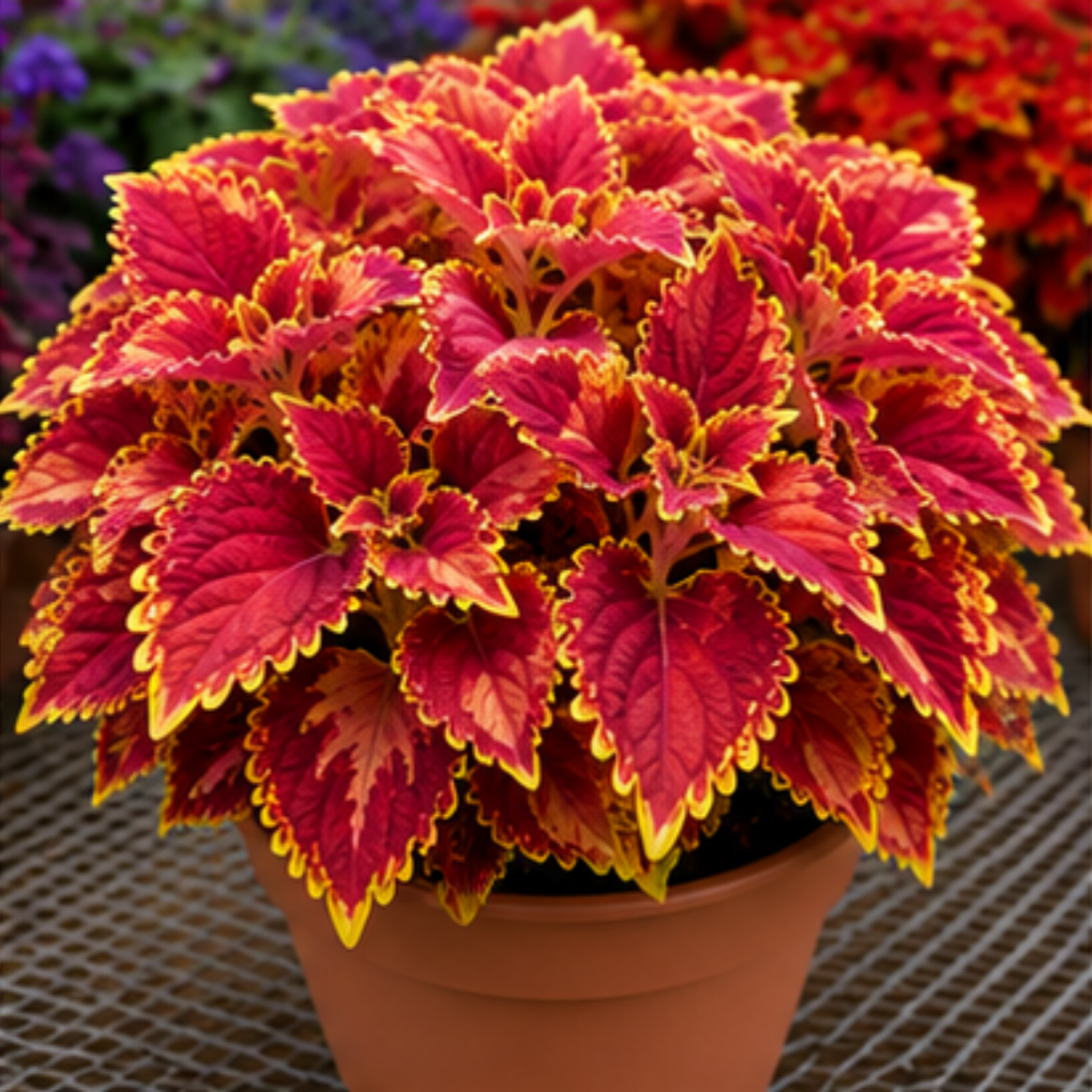 🌿Coleus svogūnėliai🌷 – Užpildykite savo sodą spalvomis🌈-LT