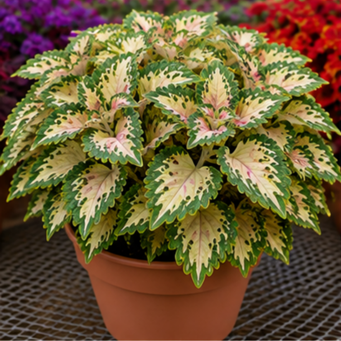 🌿Coleus svogūnėliai🌷 – Užpildykite savo sodą spalvomis🌈-LT