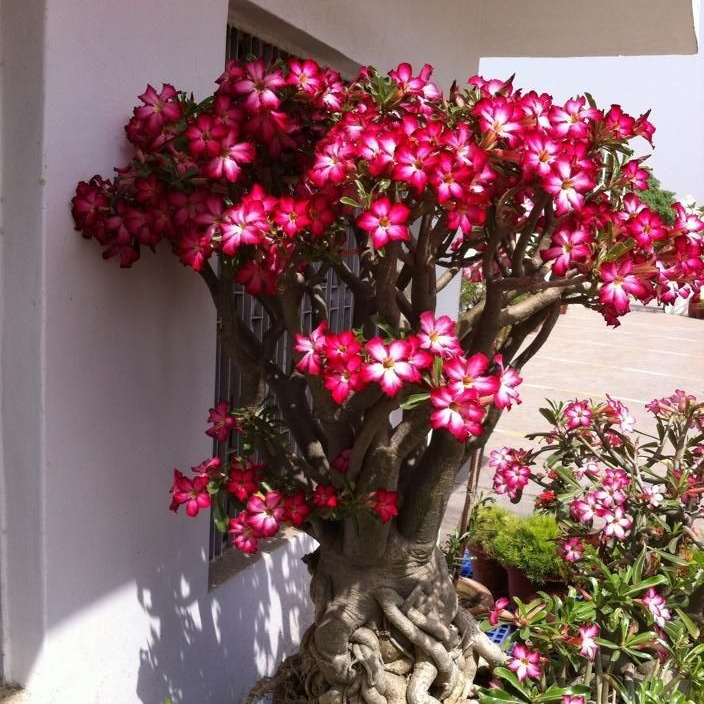 🎁Čebulice puščavskih vrtnic🌵Zelo enostavne za nego! 🌸Čebulice Adenium Obesum-SI