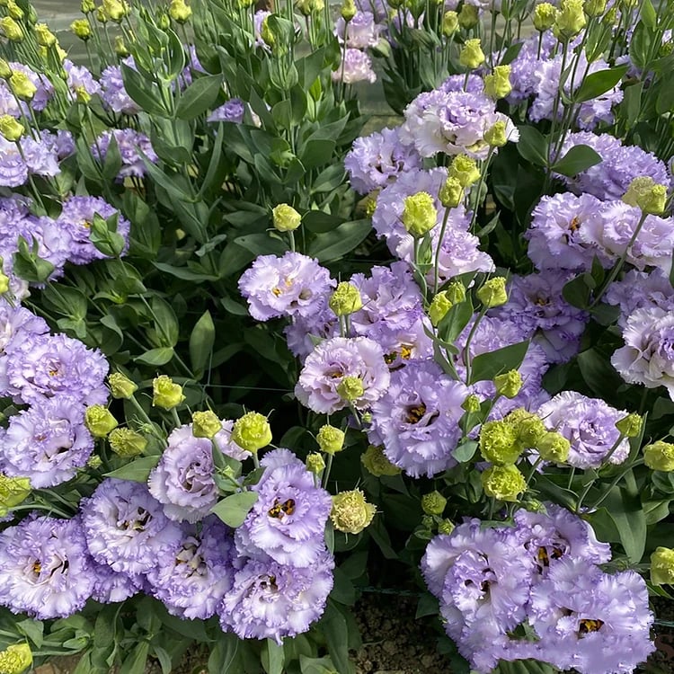 🔥Zadnji dan prodaje💝Eustoma Thornless Rose💐Semena Lisianthusa-SI