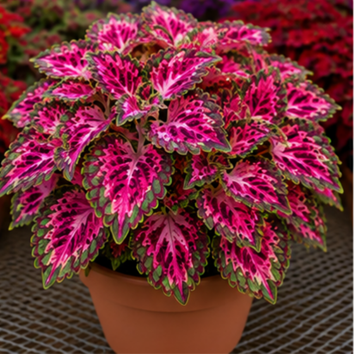 🌿Coleus svogūnėliai🌷 – Užpildykite savo sodą spalvomis🌈-LT