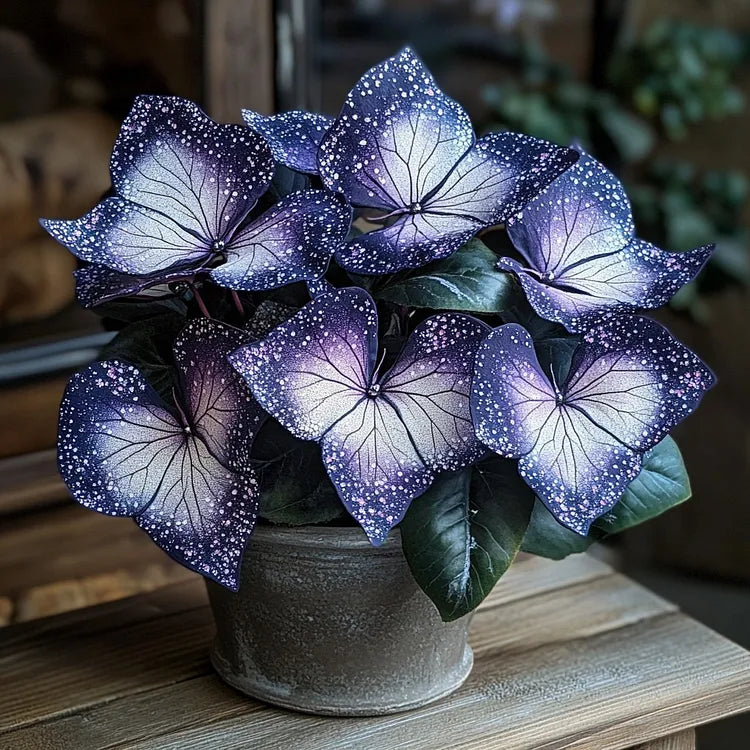 🌟Night Blue Hosta – μια υπέροχη προσθήκη στο σπίτι σας! 🌟-GR