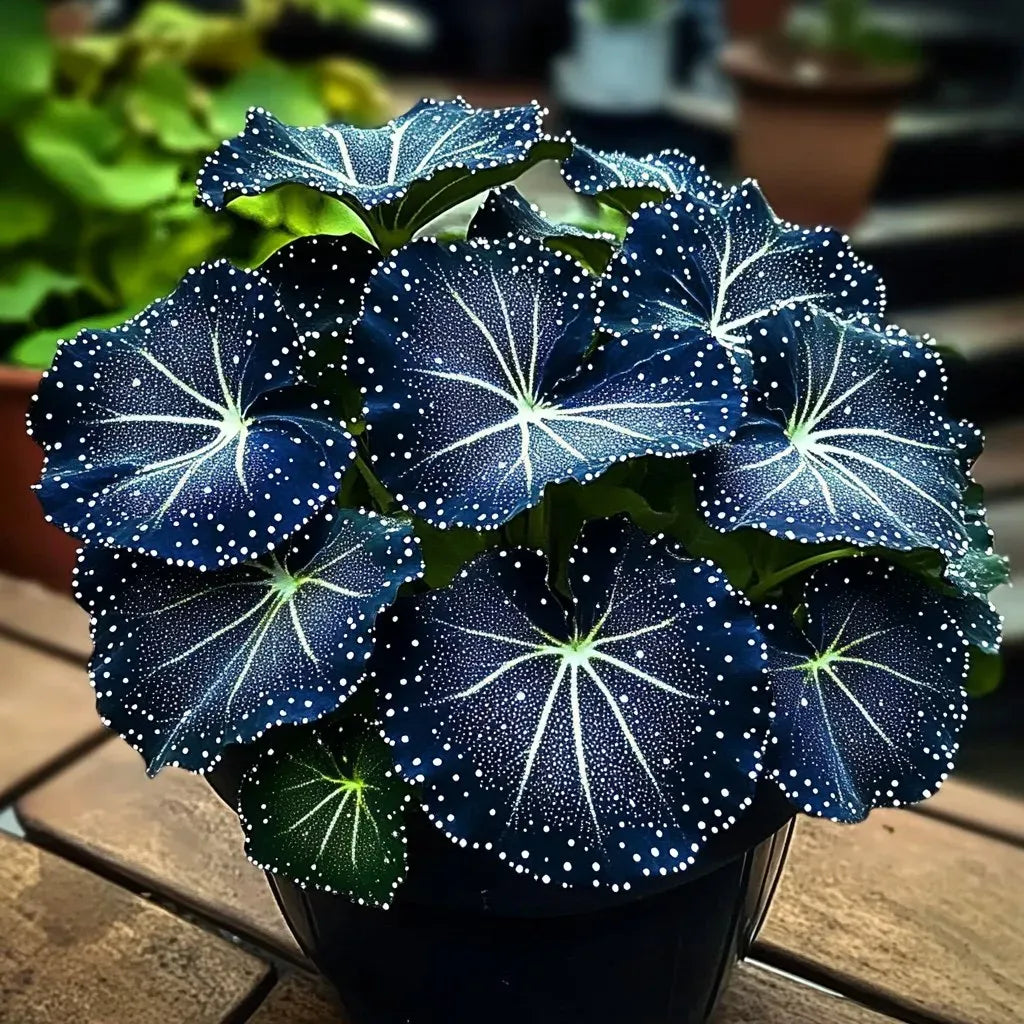 🌟Night Blue Hosta – μια υπέροχη προσθήκη στο σπίτι σας! 🌟-GR