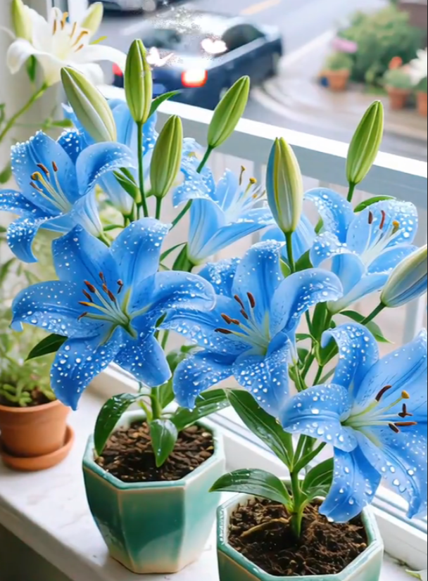 Črna magična lilija 🌺Čebuljice parfumskih lilij – sveže in sladke-SI