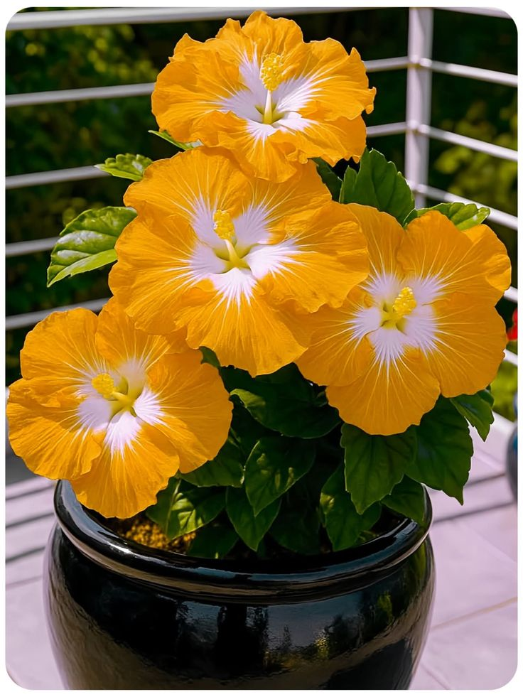 Redke čebulice hibiskusa – lončnice, balkon, zimska sajenje-SI