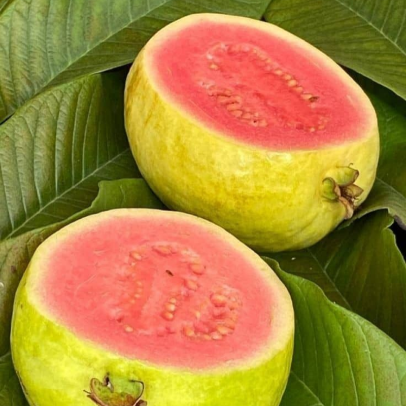 🔥Ekologiškos rožinės gvajavos sėklos | 🌿Paruoštos greitam dygimui (99 % daigumas)-LT