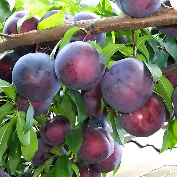 🍑 Εμβολιασμένοι σπόροι δαμάσκηνου, μη γενετικά τροποποιημένοι, από παραδοσιακές ποικιλίες-GR
