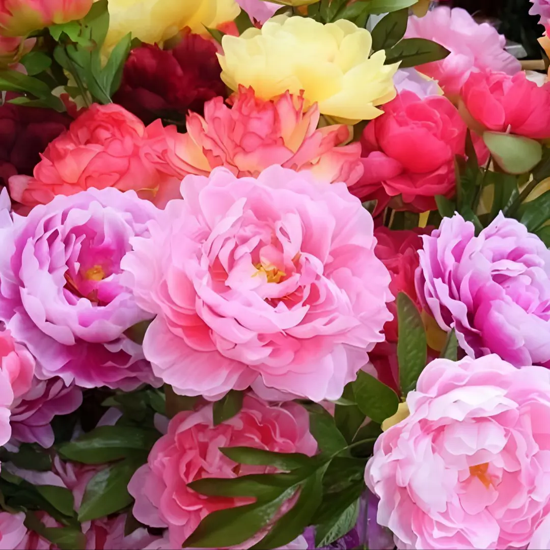 🌸 Διπλά αναρριχώμενη παιώνια, ένα ανθεκτικό στον παγετό πολυετές φυτό κήπου για εσωτερική και εξωτερική ομορφιά-GR