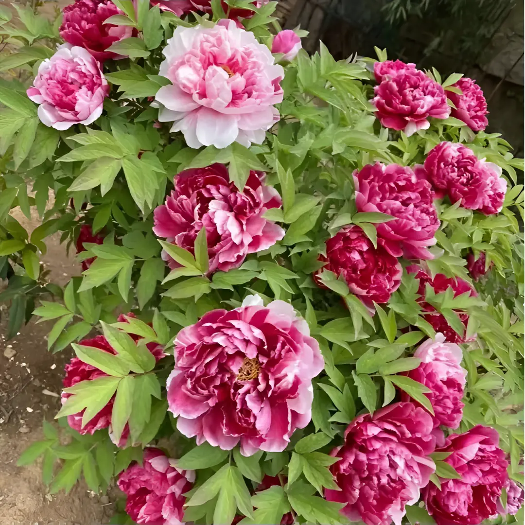 🌸 Διπλά αναρριχώμενη παιώνια, ένα ανθεκτικό στον παγετό πολυετές φυτό κήπου για εσωτερική και εξωτερική ομορφιά-GR