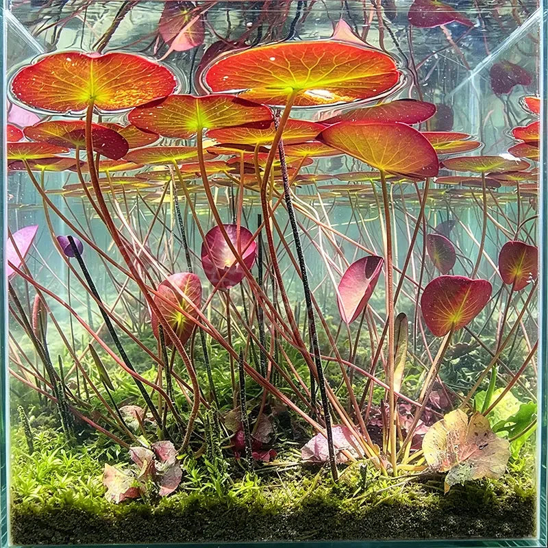 🐟Hidroponske korenine rdečega lotosa🌿 Spremenite svoj akvarij v živi vrt-SI