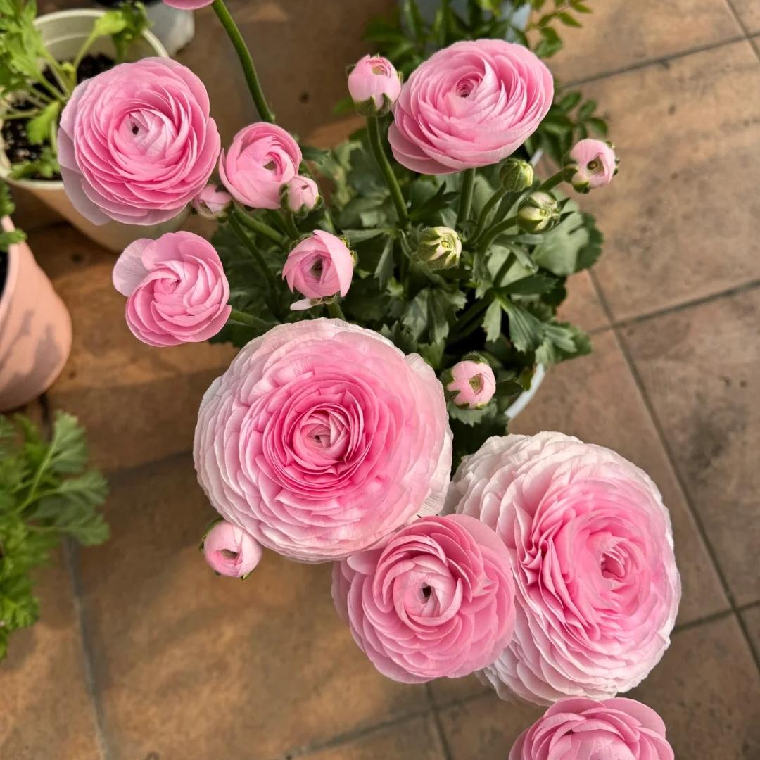Vėdryno svogūnėliai – subtilūs, elegantiški, nepamirštami 🌸-LT