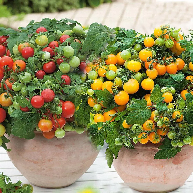 🍅🍅Semena pritlikavih paradižnikov v lončkih-SI