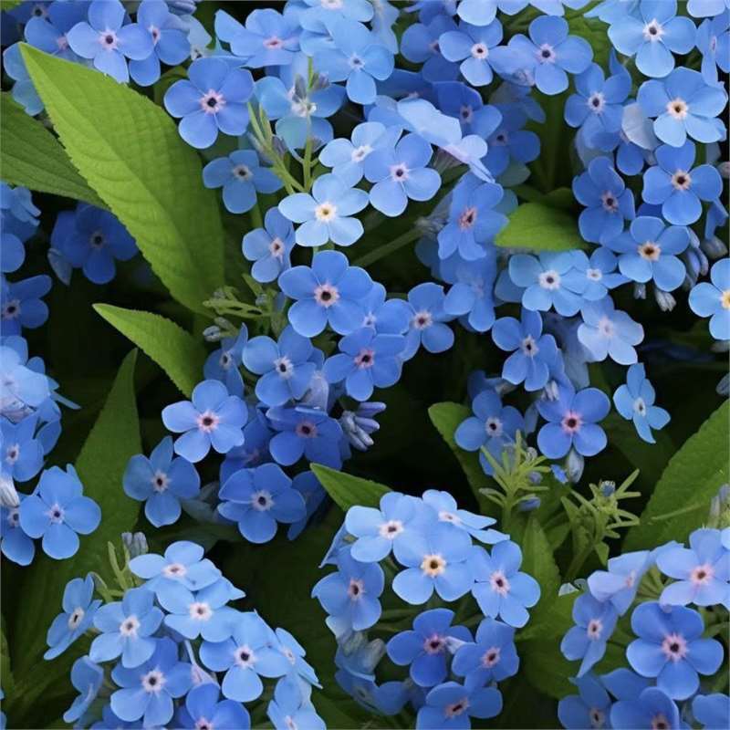 Semena modre spominske pozabljice – kakovostno preizkušeno cvetje za podeželski vrt 🌿💙-SI