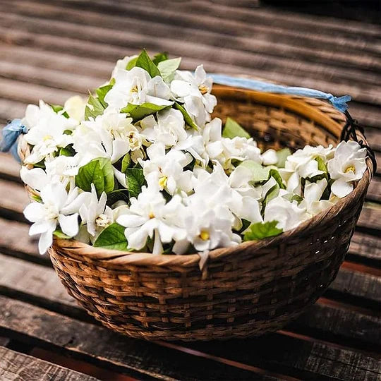 ÚLTIMO DÍA DE LA PROMOCIÓN - 49% DE DESCUENTO 🌸Hermosa planta de jazmín en maceta (se puede plantar en invierno)🌸-ES