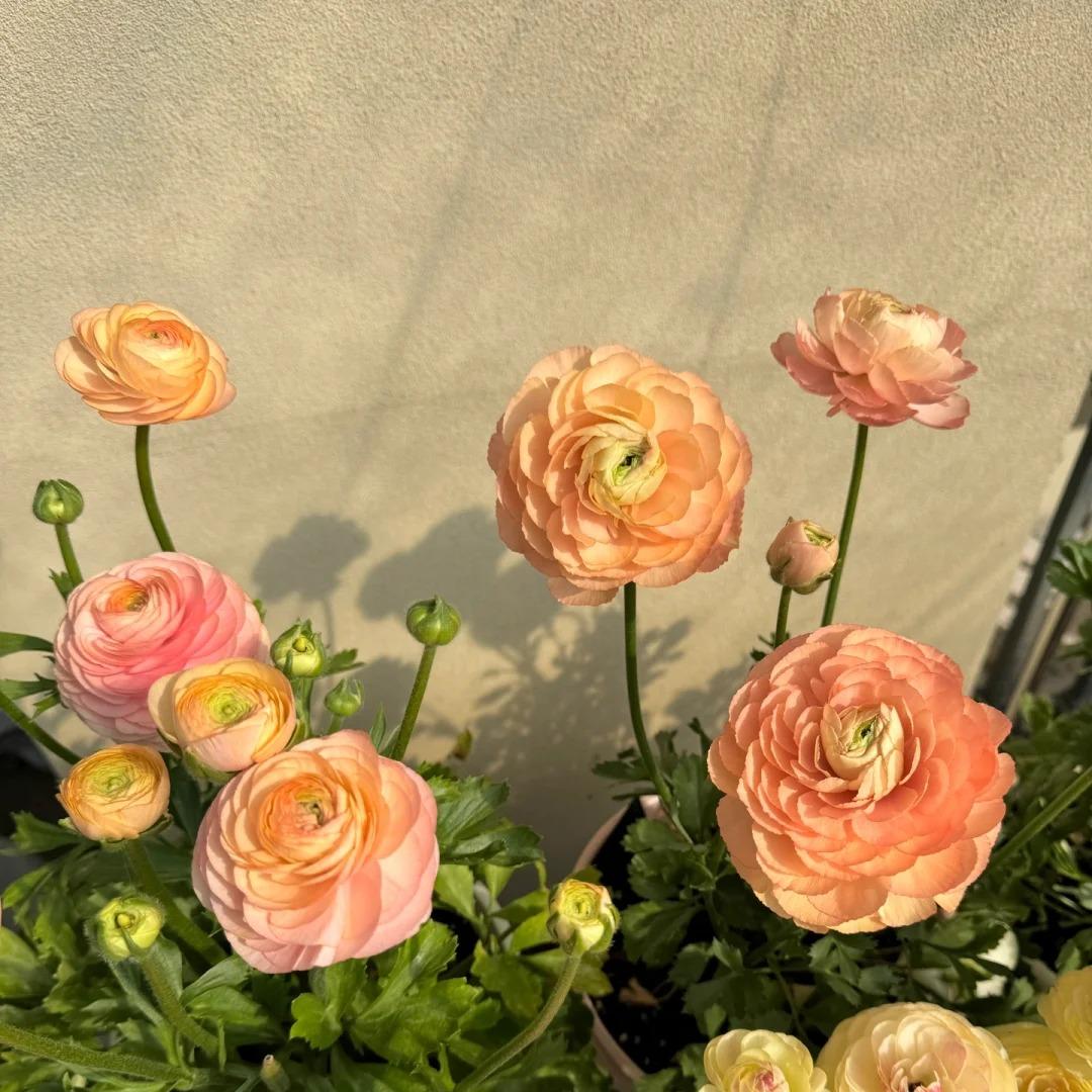 Čebulice maslenice – nežne, elegantne, nepozabne 🌸-SI