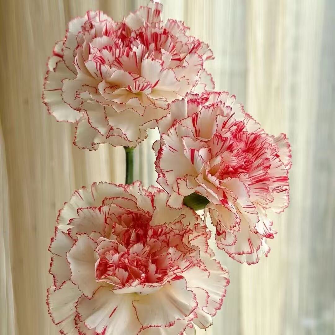 Dišeči vrtni čar – Gojite klasične nageljne, ki navdušijo vsako sezono🌺-SI