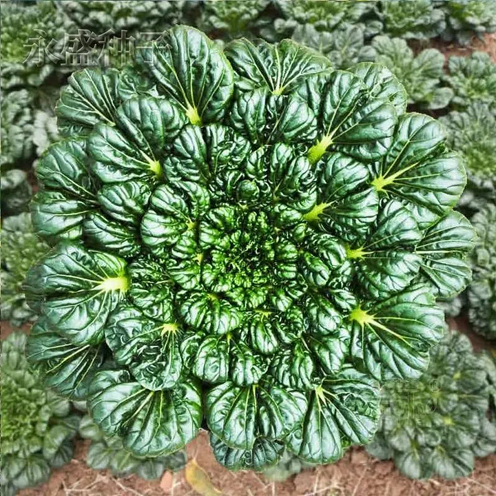 Brassica Narinosa sėklos (WuTat Choy)-LT