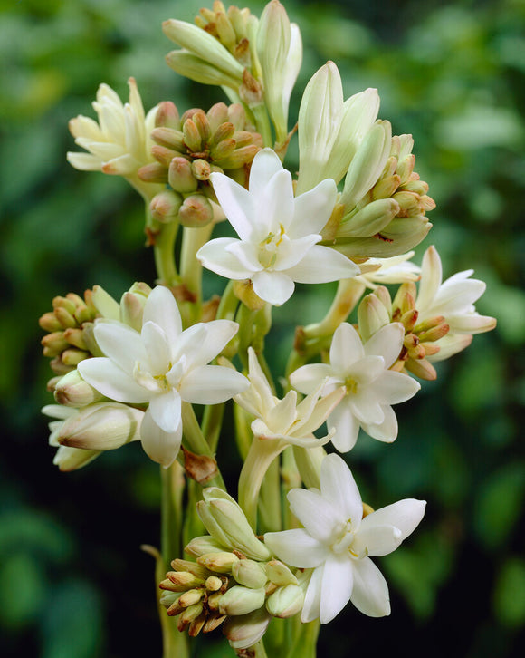 Dvojna tuberoza 🌸 - Velik čebulast cvet-SI