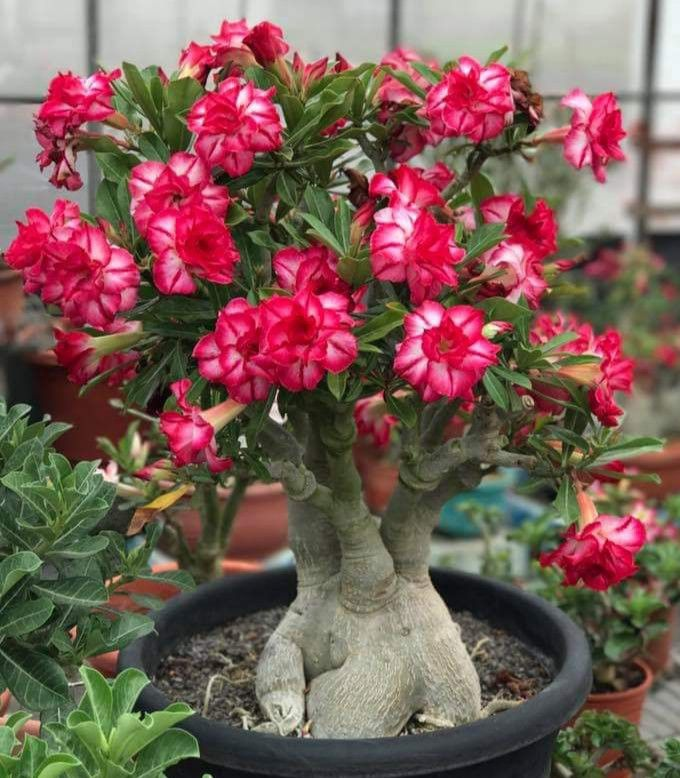 🔥Vzgojite puščavsko kraljico – zdaj po znižani ceni!🎁 😍Rada cveti, dolgo cveti 🌵 Puščavska vrtnica-SI