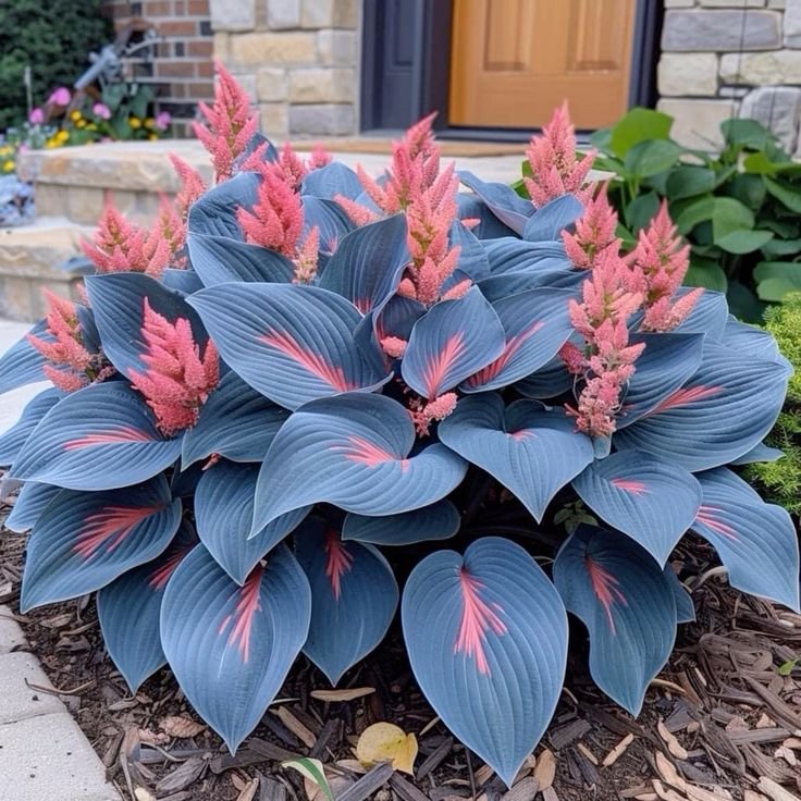 🍃Σπάνιοι Πολύχρωμοι Σπόροι Hosta-GR